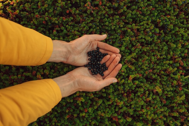 Bessen in handpalmen kraaienbes in zijn natuurlijke vorm in de toendra van het kola-schiereiland