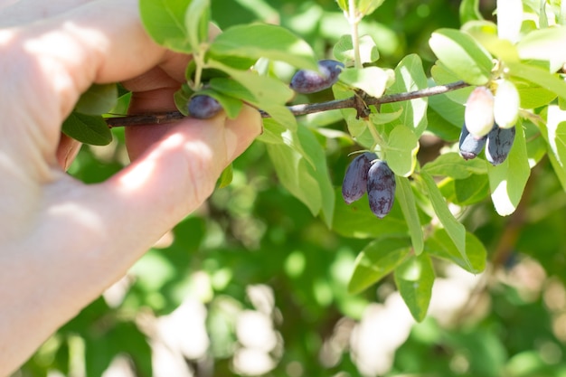 bessen van kamperfoelie in de hand in de tuin