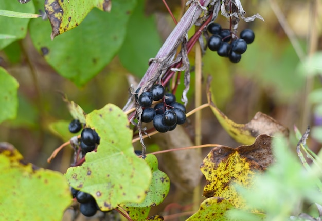 bessen van wilde Amoer-druiven