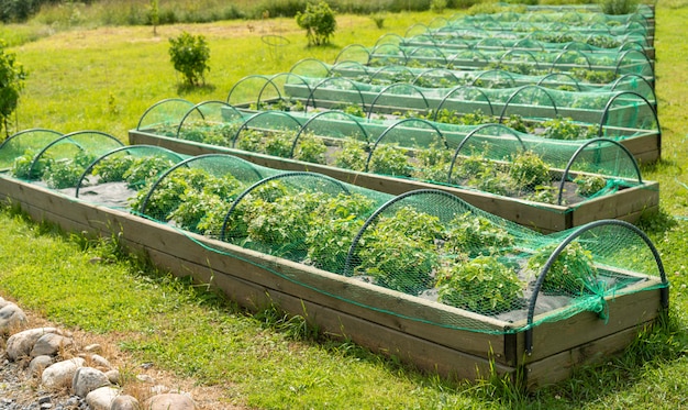 Bessenaardbeien in de tuin onder het net. zomer oogst.