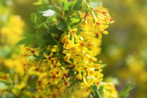 Bessenbloesem in de lentetuin