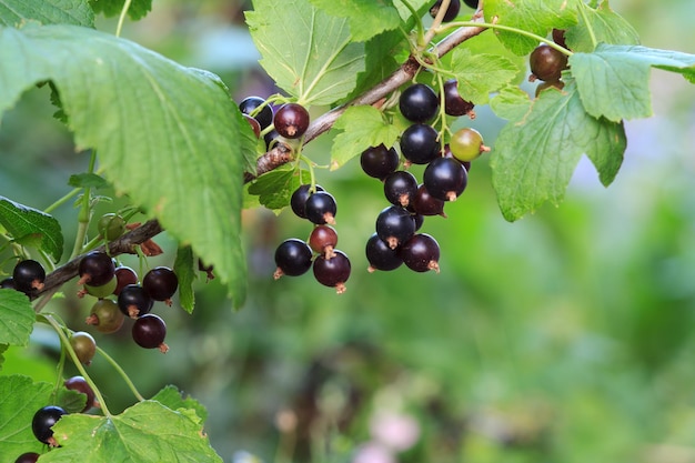 Bessenstruik met rijpe zwarte bessen en groene bladeren in de tuin in de zomerdag