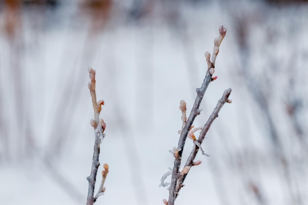 Bessentakken bedekt met ijs in de wintertuin Icing door slecht weer