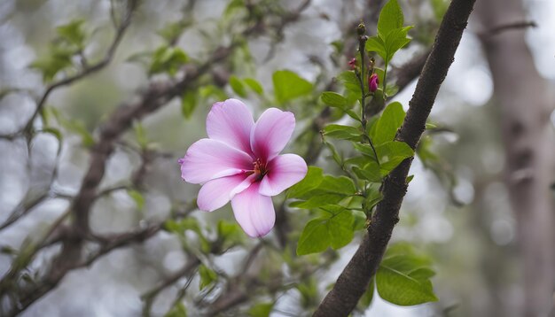 素晴らしい写真です 写真を撮ってみてください 写真はAIが作った写真です とても素敵な写真です