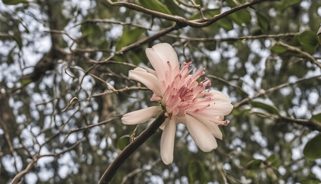 素晴らしい写真です 写真を撮ってみてください 写真はAIが作った写真です とても素敵な写真です