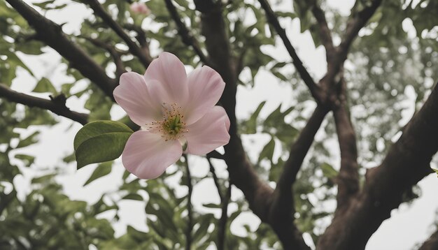 가장 놀라운 것은 이 사진이 당신의 작업을 위해 이 사진을 찍는 것입니다. AI가 최고의 사랑스러운 사진을 생성했습니다.