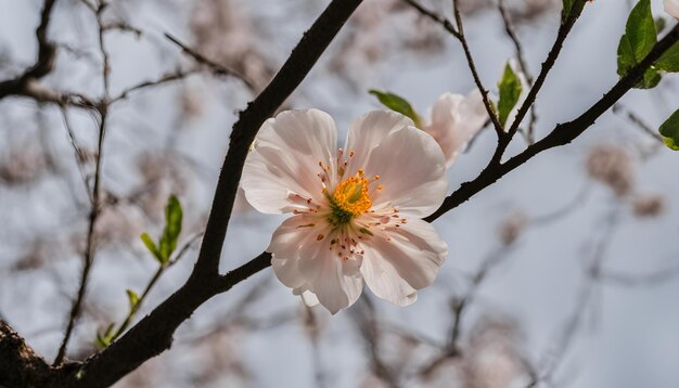 素晴らしい写真です 写真を撮ってみてください 写真はAIが作った写真です とても素敵な写真です