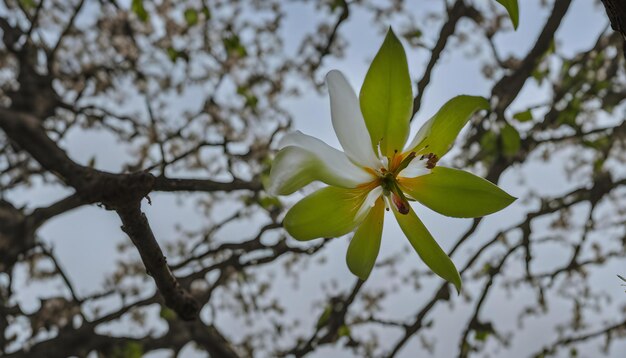 素晴らしい写真です 写真を撮ってみてください 写真はAIが作った写真です とても素敵な写真です