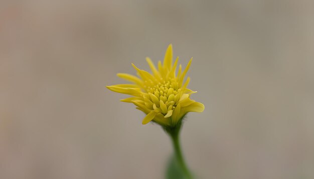 素晴らしい写真です 写真を撮ってみてください 写真はAIが作った写真です とても素敵な写真です