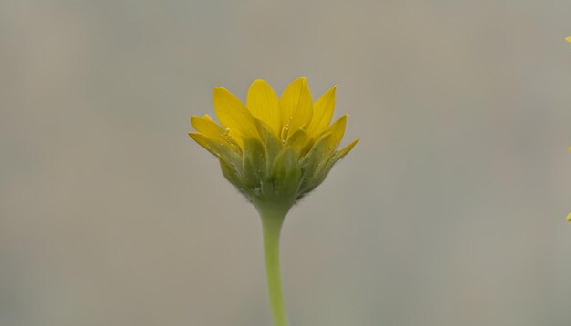 素晴らしい写真です 写真を撮ってみてください 写真はAIが作った写真です とても素敵な写真です