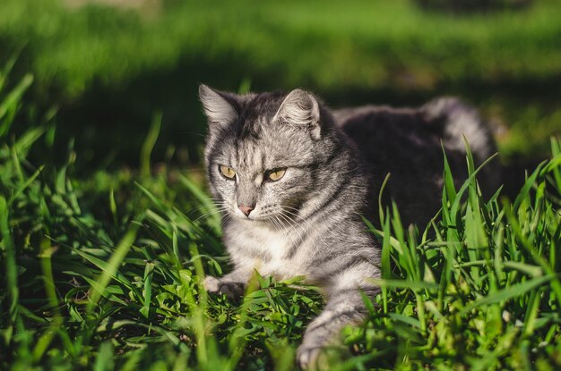 The best and cutest image of a cat look at this kitty portrait with 8k resolution