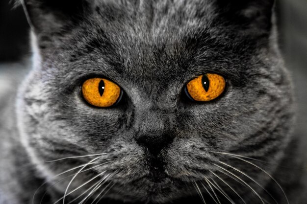 The best and cutest image of a cat look at this kitty portrait with 8k resolution