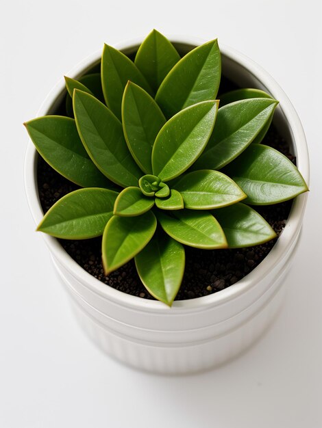 きれいな空気に最適な観葉植物