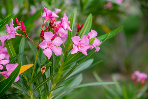 最高のピンクのキョウチクトウの花春に咲いたキョウチクトウネリウムキョウチクトウ薬の薬理学のための低木小木有毒植物ピンクの茂みは中庭の外で育っています