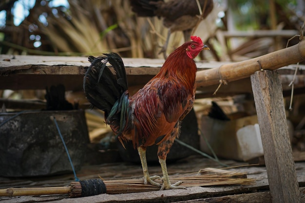 Best Strong Rooster