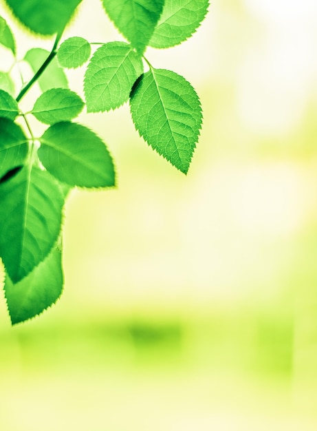 Il momento migliore per piantare un albero è adesso