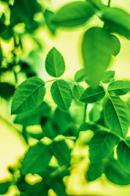 木を植えるのに最適な時期は今です