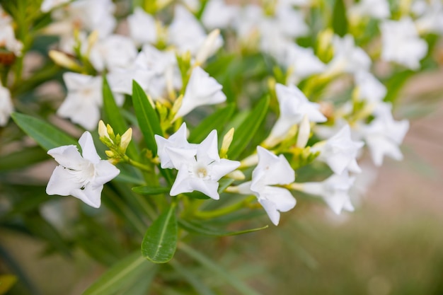 最高の白いキョウチクトウの花春に咲いたキョウチクトウネリウムキョウチクトウ薬の薬理学のための低木小木有毒植物白い茂みは中庭の外で育っています