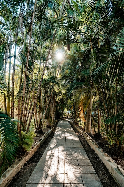 Bestrating platen op het voetpad tussen tropische planten. Palmbos. Azië