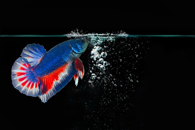 Beta fish  Siamese fighting fish