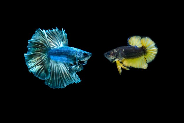 betafish op zwarte achtergrond Siamese kempvissen op zwarte achtergrond