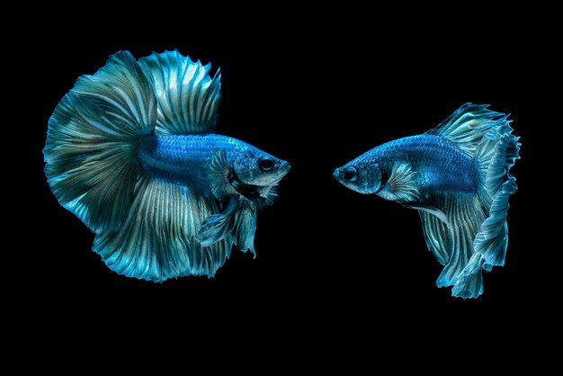 betafish op zwarte achtergrond Siamese kempvissen op zwarte achtergrond