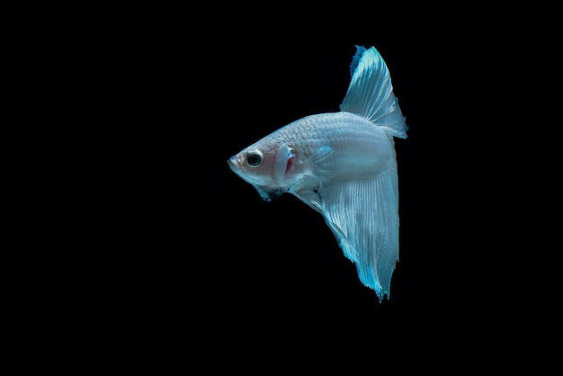 betafish op zwarte achtergrond Siamese kempvissen op zwarte achtergrond