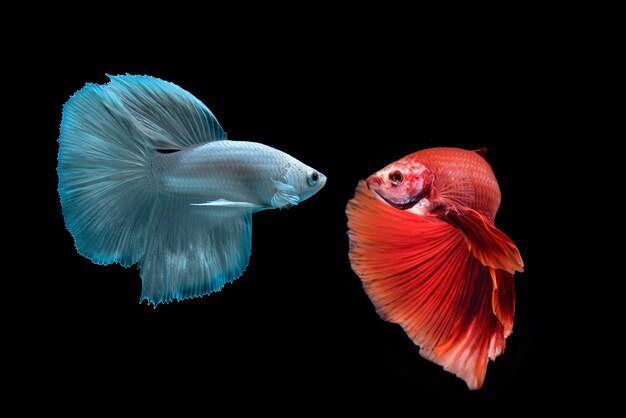 betafish op zwarte achtergrond Siamese kempvissen op zwarte achtergrond