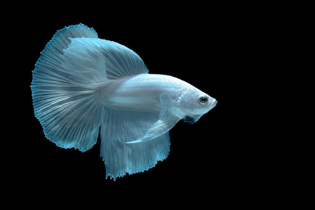 betafish op zwarte achtergrond Siamese kempvissen op zwarte achtergrond