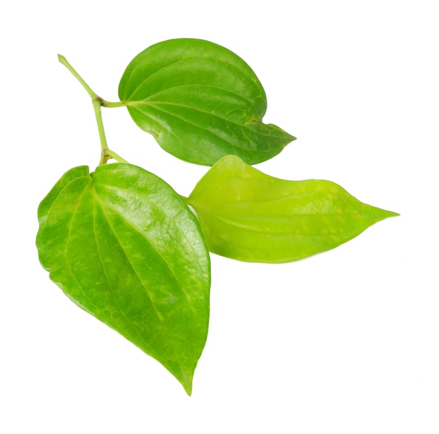 Betel leaf isolated on a white background