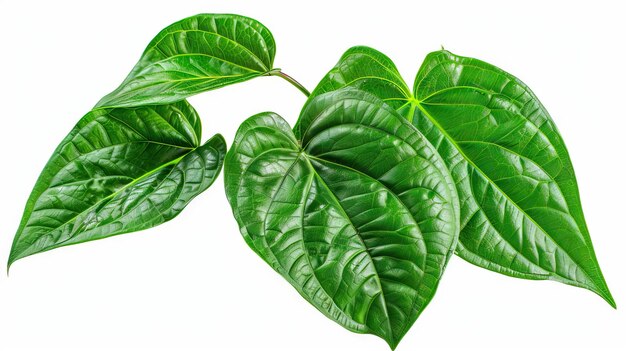 Photo betel leaves greenery plants isolated on white background have clipping path