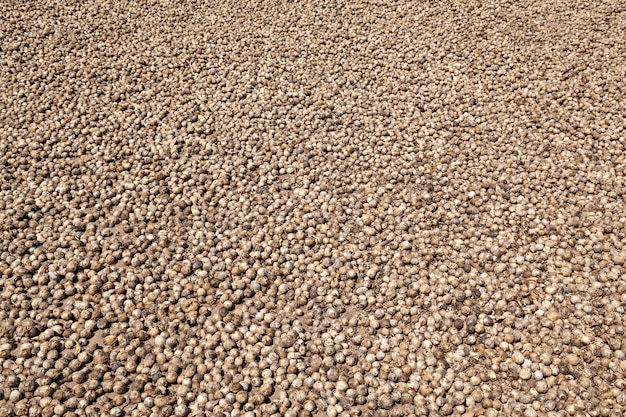 Betel nuts drying