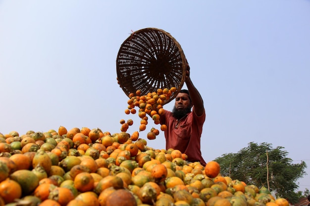 Photo betel nuts processing