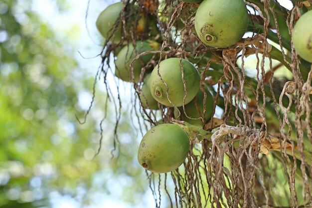 betel palm on tree