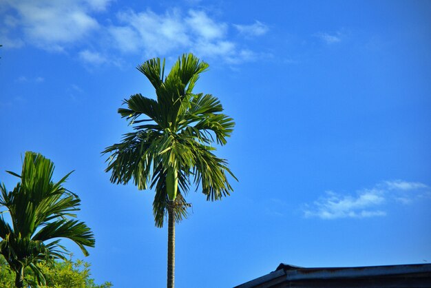 Foto una palma di betel all'aperto in alto sopra la casa del tetto sullo sfondo del cielo azzurro e lo spazio della copia, posizione dell'azienda agricola in thailandia