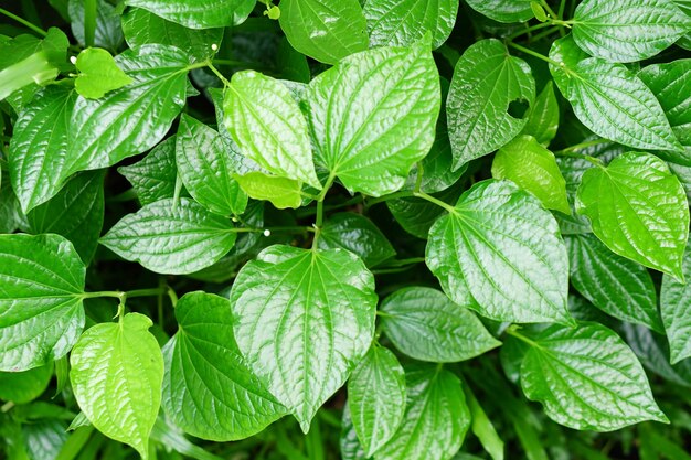 Betelblad is een geneeskrachtige plant die wordt gebruikt om te koken