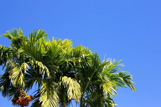 Foto betelnootboom met lucht