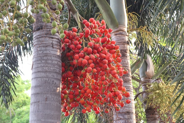 Betelpalm op boom