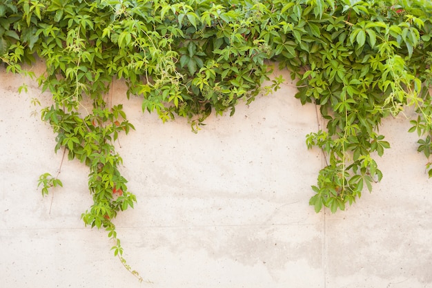 Betonnen muur met groene druivenachtergrond van getextureerde oude betonnen muur met klimplantdruif