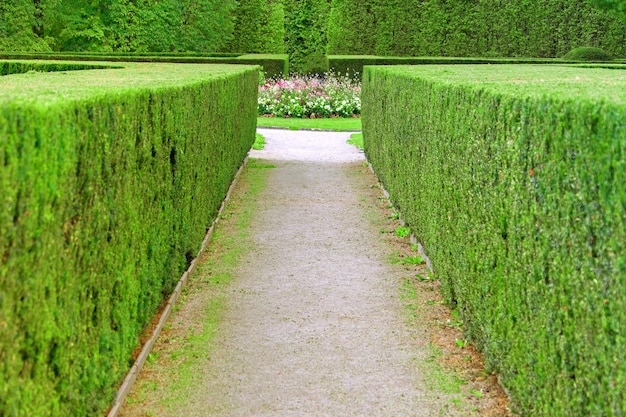 Betonnen pad met groene hagen gesnoeid in de vorm van een vierkant