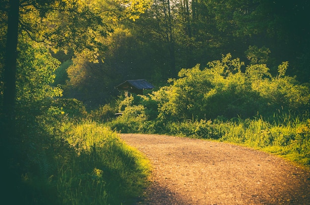 Betoverd sprookjesbos met zomergroene bomen en wandelweg, zonnig natuurlijk landelijk vintage landschap