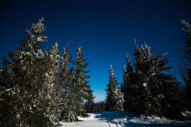 Betoverend magisch landschap van besneeuwde hoge sparren die groeien tussen sneeuwbanken op de heuvels tegen een blauwe sterrenhemel Concept van een prachtig nachtbos Copyspace