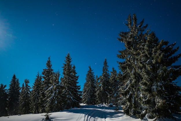 Betoverend magisch landschap van besneeuwde hoge sparren