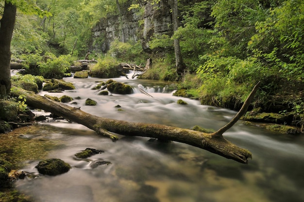 Betoverend uitzicht op een tak in de Greer Spring in de Ozark-regio van Missouri