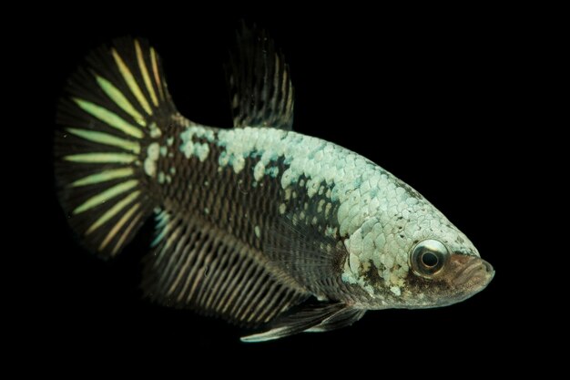 Betta black samurai halfmoon fighting fish op zwart.