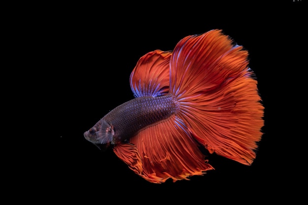 Betta fighting fish in black background