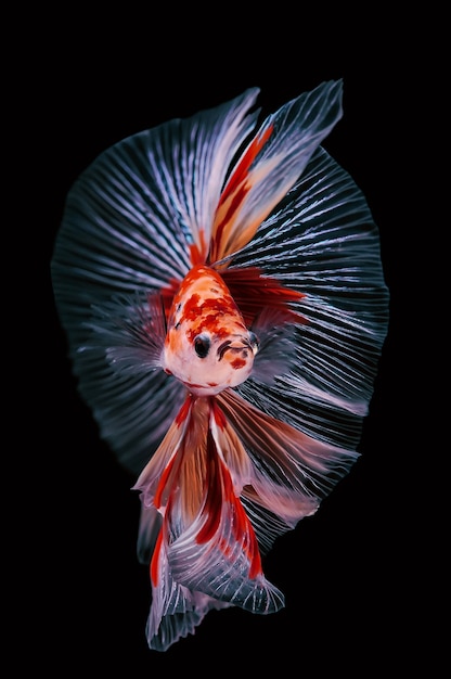 betta fish in the aquarium