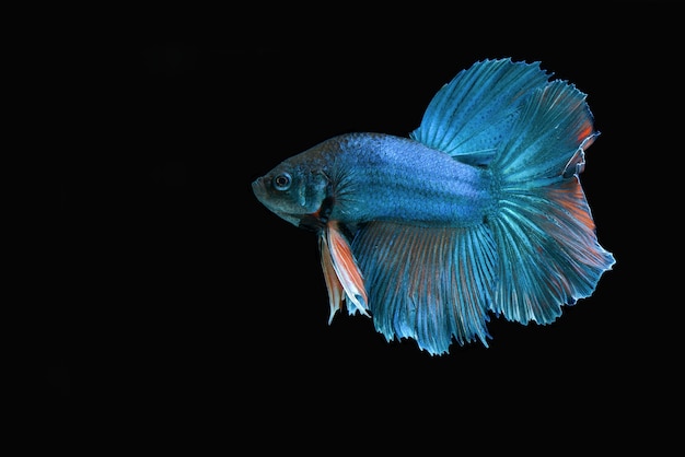 Betta fish on a black background