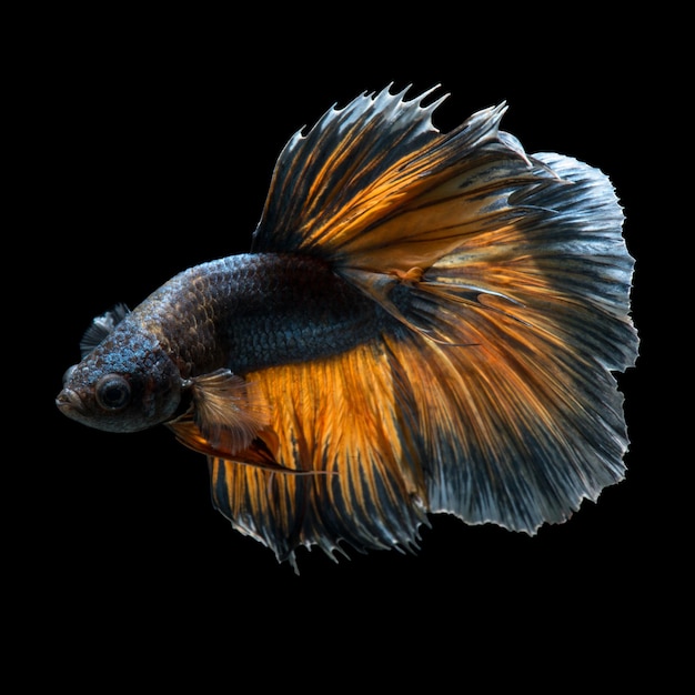 Betta fish on black background