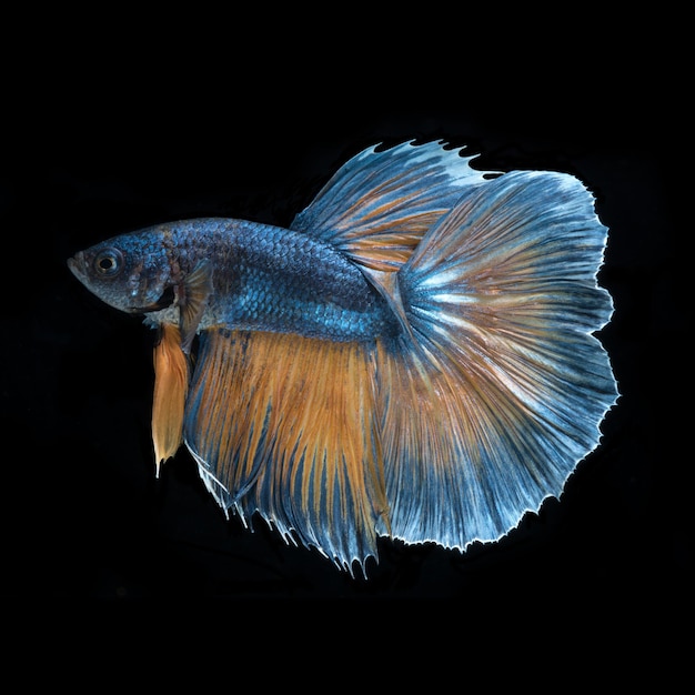 Betta fish on black background